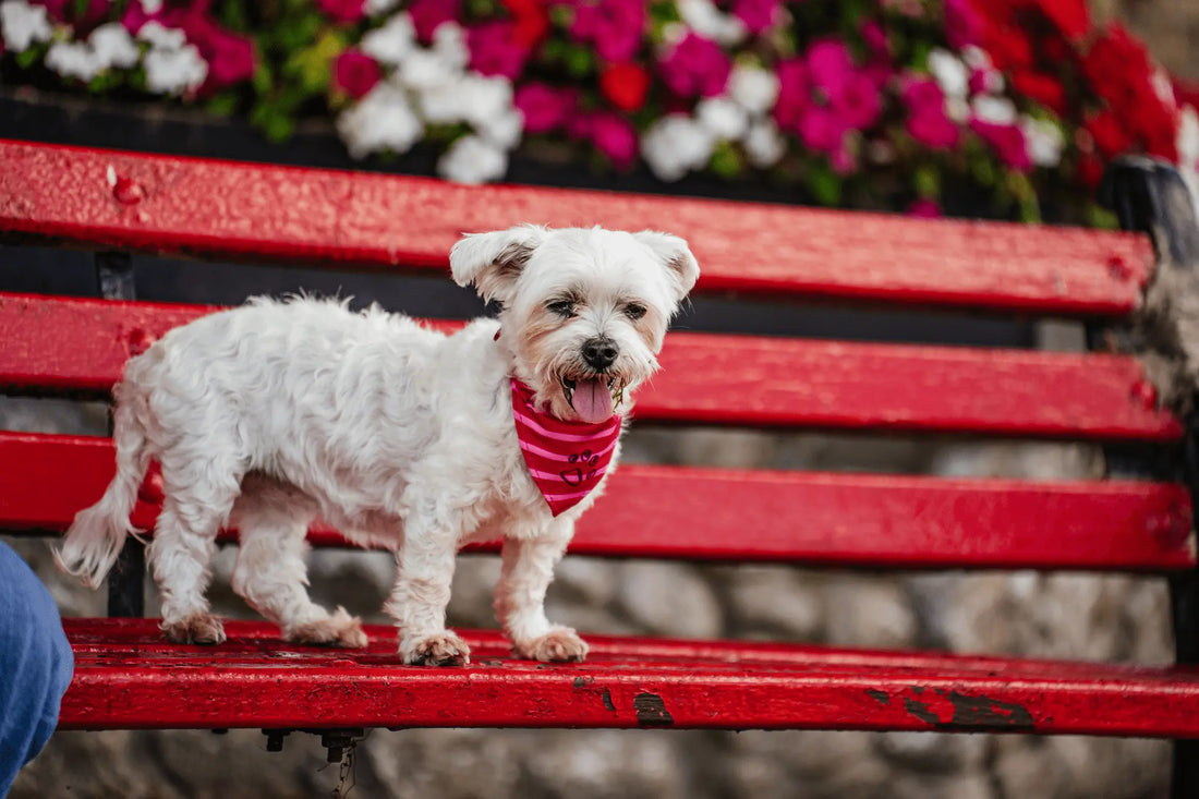 Best Dog Walks & Parks in Galway 2026 | Off-Leash Guide