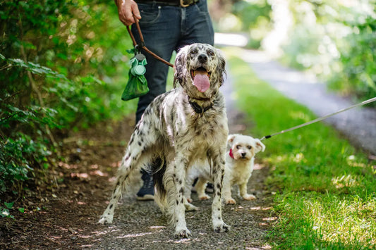 Best Dog Parks and Walks in Athlone: A 2026 Guide