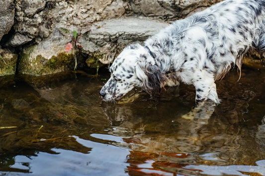 Best Dog Parks and Walks in Limerick: A 2026 Guide