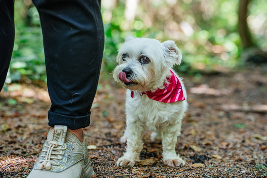 Best Dog Parks in Dublin: 8 Off-Leash Spots Every Owner Should Know (2026 Guide)
