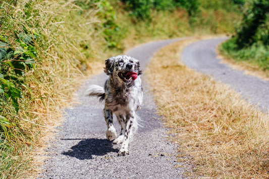Best Dog Walks & Parks in Cork 2026 | Off-Leash Guide
